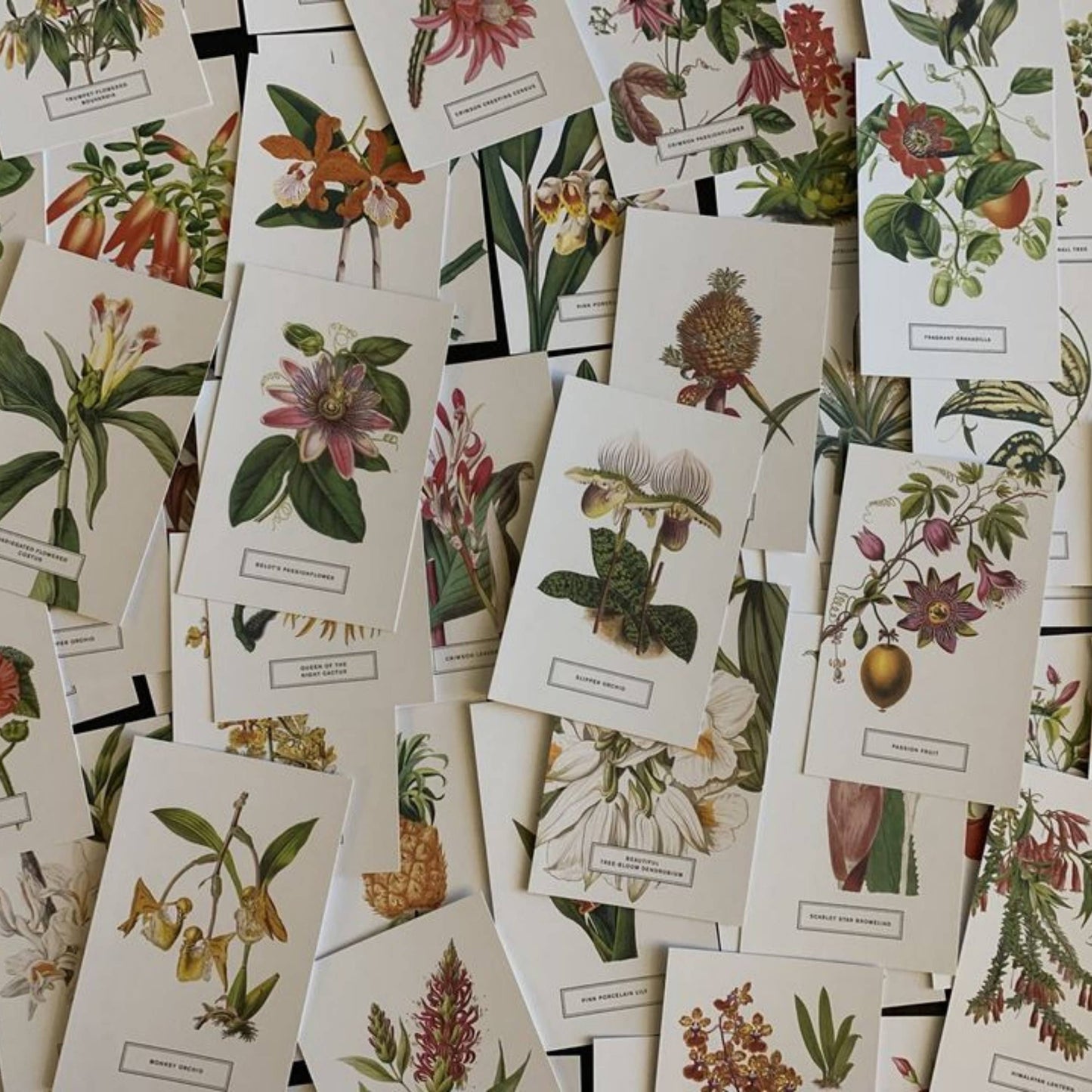 Vintage Style Botanical Postcards Prints | Lucky Dip Set Of: 30 Cards