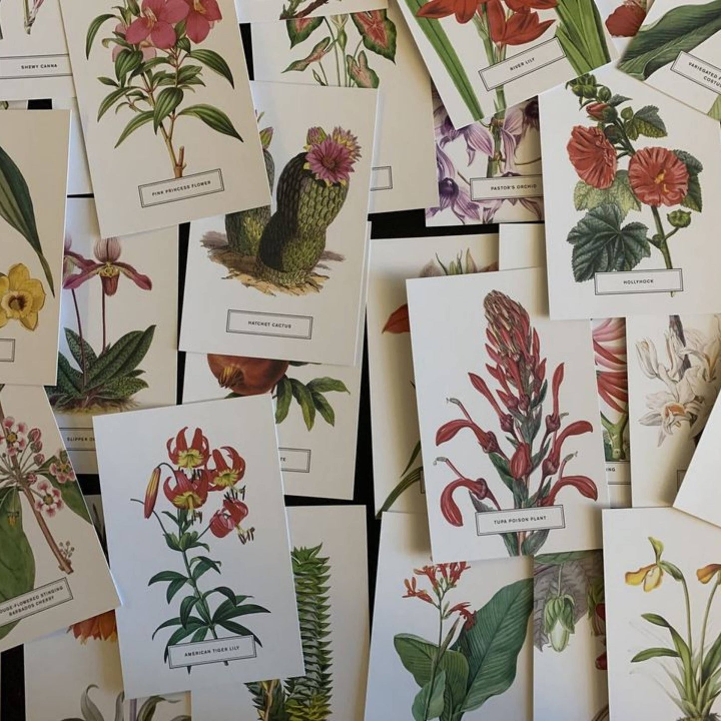 Vintage Style Botanical Postcards Prints | Lucky Dip Set Of: 30 Cards