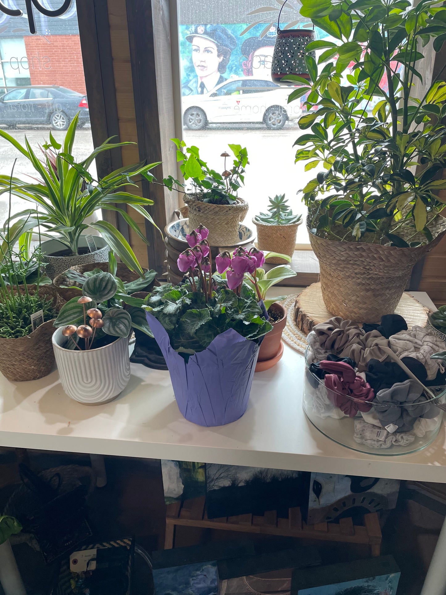 Flowering Cyclamen