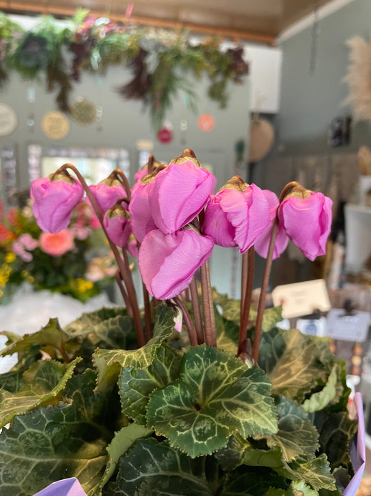 Flowering Cyclamen