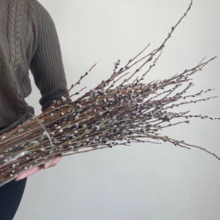 Pussy Willow Bunches
