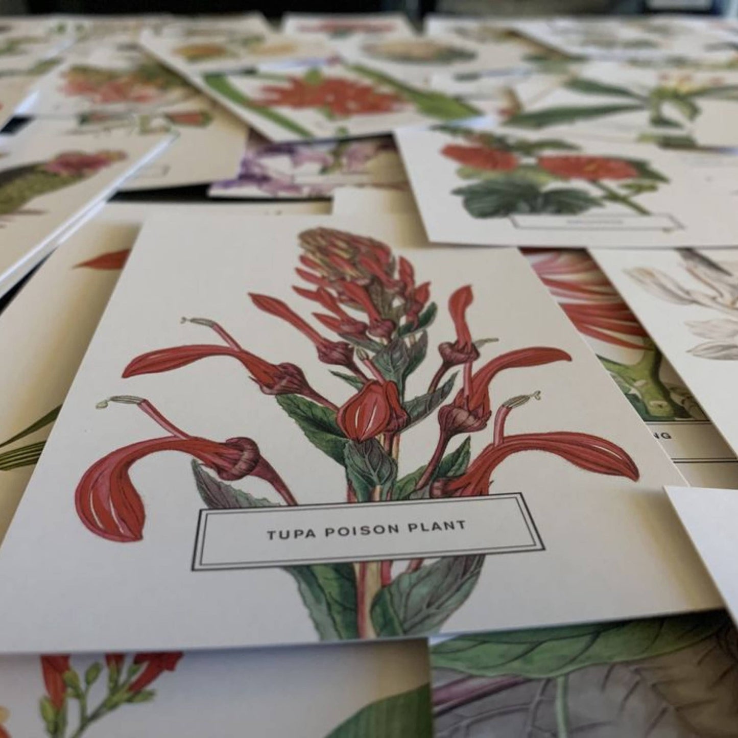 Vintage Style Botanical Postcards Prints | Lucky Dip Set Of: 30 Cards