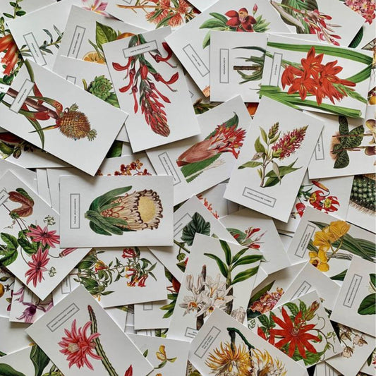 Vintage Style Botanical Postcards Prints | Lucky Dip Set Of: 30 Cards