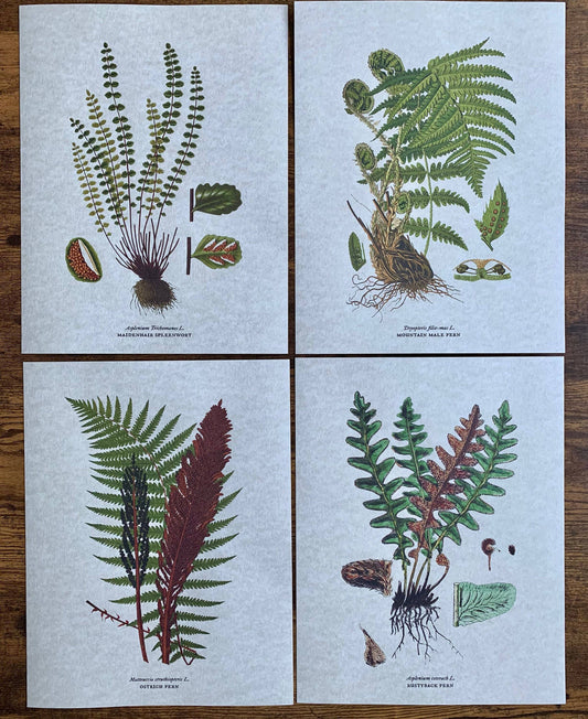 Fern Leaf Vintage Styled Art Prints (Set Of 4)