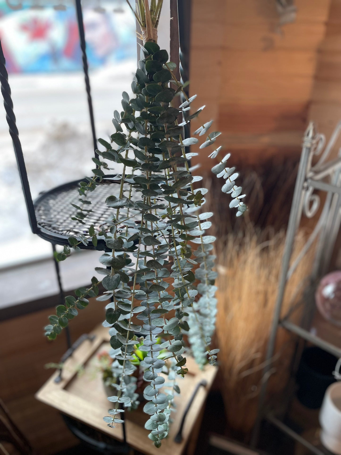 Eucalyptus Shower Bundle