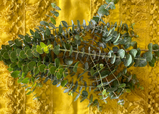 Eucalyptus Shower Bundle